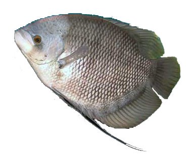 [ikan-gurami.jpg]