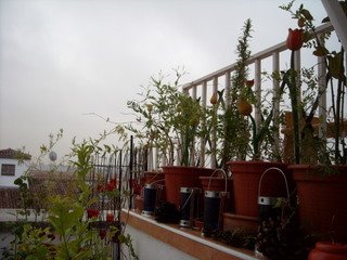 [cricket+&+rainy+terrace+021.JPG]