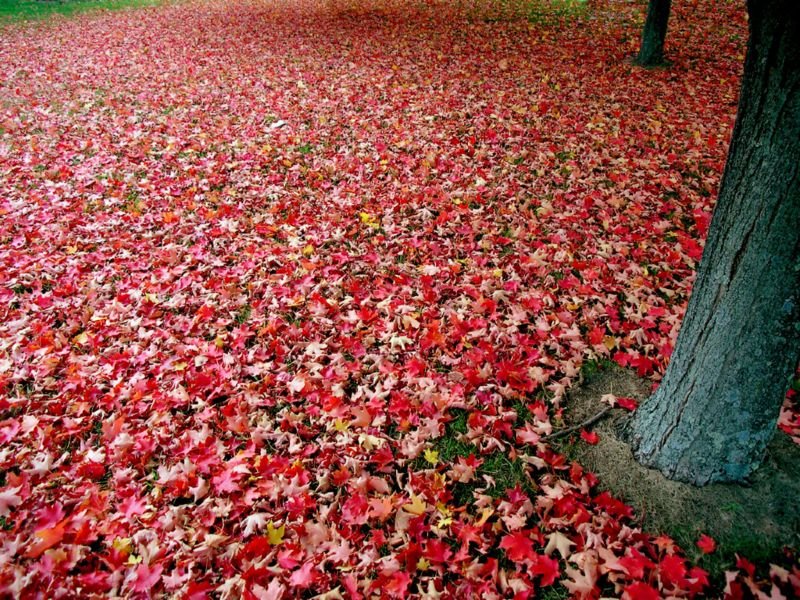 [800px-Red_autumn_leaves.jpg]
