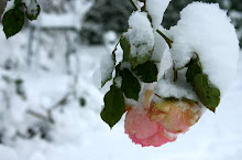 Snow Rose