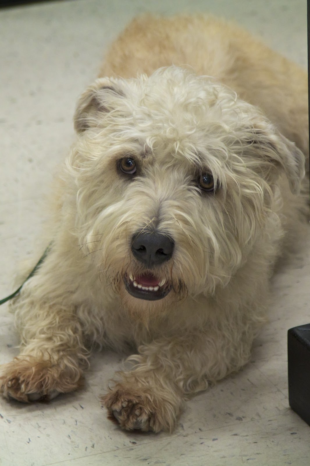 Living the Life of Winston! Getting ready for Therapy Dog International (TDI) Test