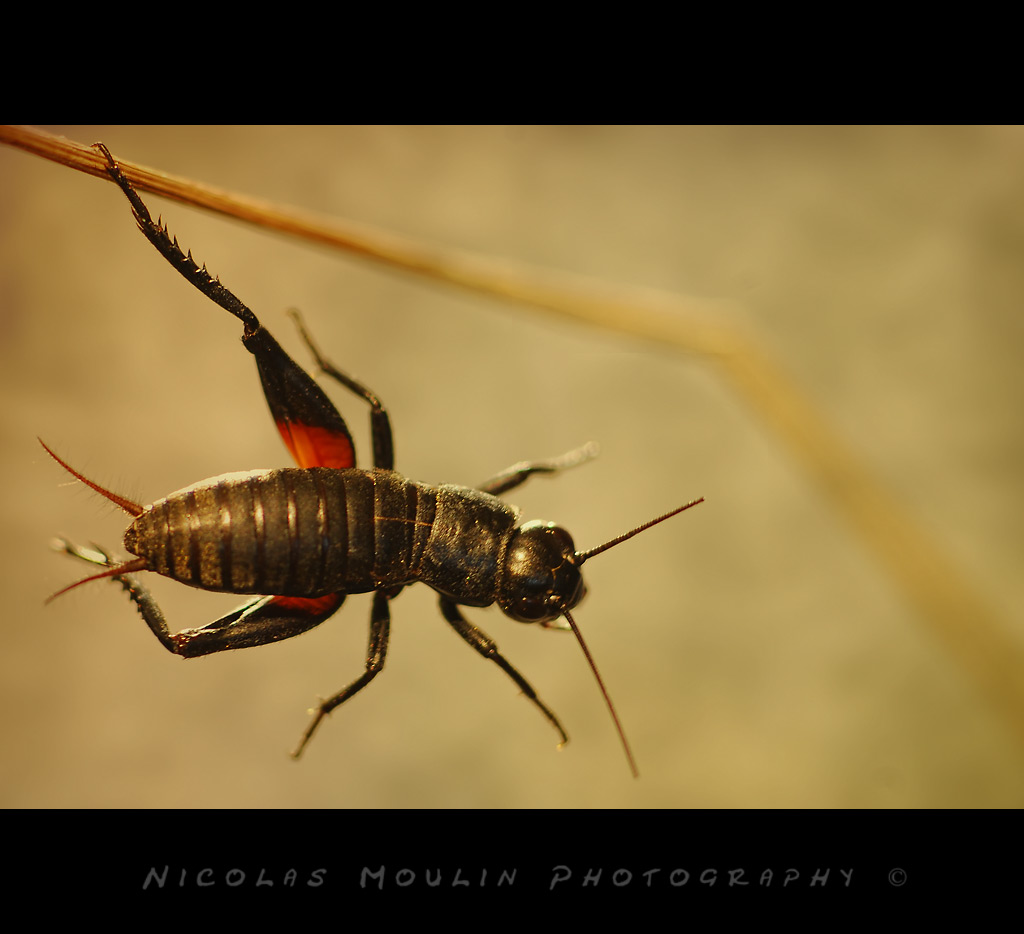 MACROFOTED Gryllus campestris