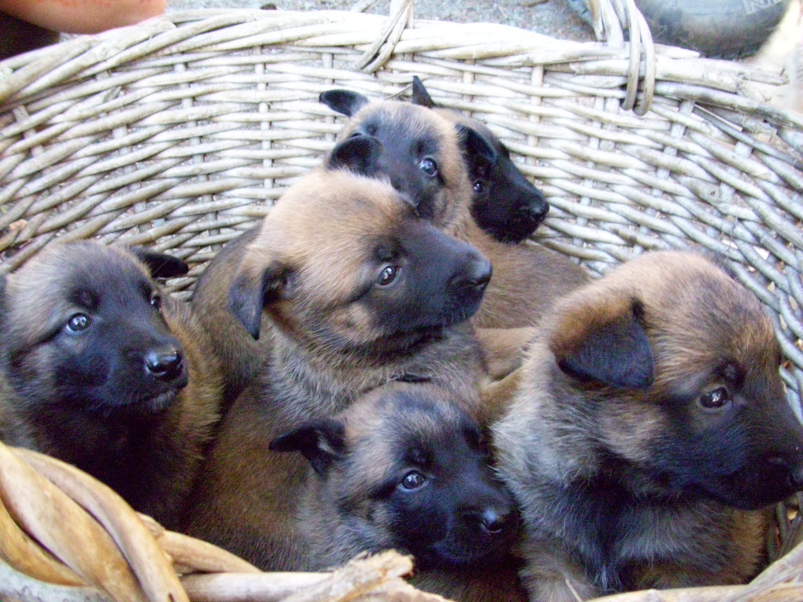 Belgian Malinois best working dogs Malinois puppies