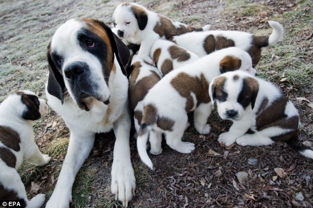Animal News To The Rescue Soon Nine St Bernard Puppies Take Rescue Soon Nine St Bernard Puppies