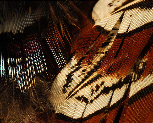 Alpines: Macro Feathers