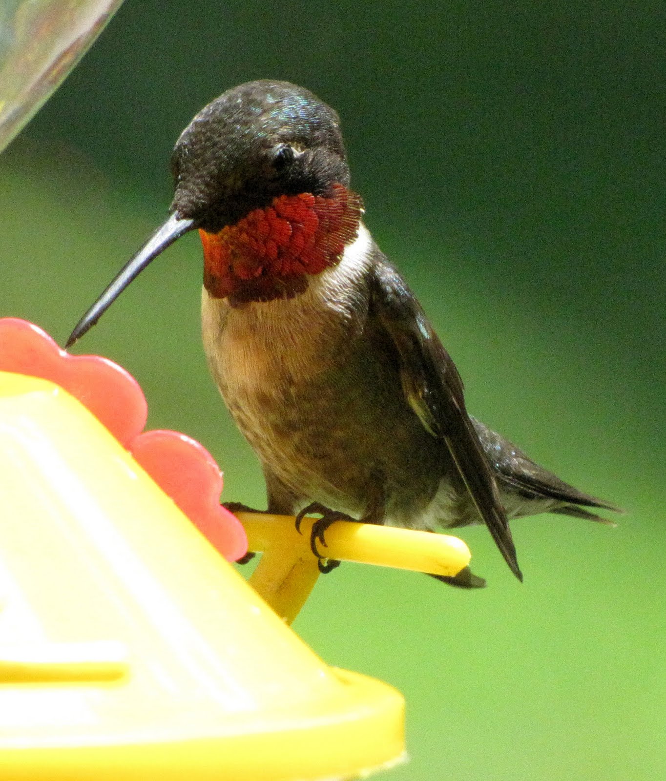 Sheris Healing Flower Garden July's new baby hummingbirds!