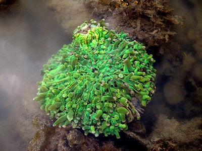 Sunflower Mushroom Coral (Heliofungia actiniformis)