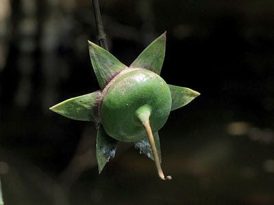 Berembang (Sonneratia caseolaris) Fruit