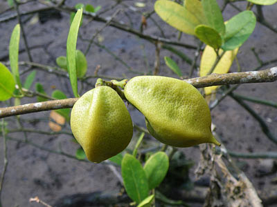 Mangrove Lime (Merope angulata) Fruits