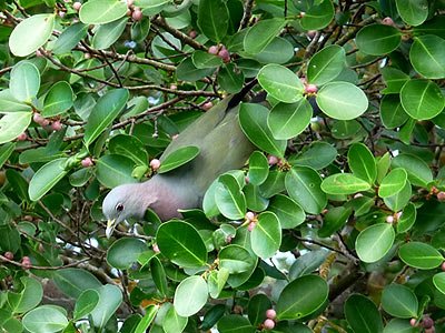 [pink-necked+green+pigeon.jpg]