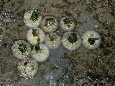 sea urchin, Salmacis sp