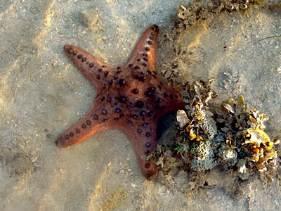 Knobby starfish, Protoreaster nodosus