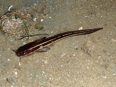 Striped eeltail catfish, Plotosus lineatus