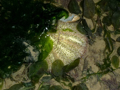 White Salmacis sea urchin