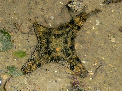 Four armed Gymnanthenea laevis starfish