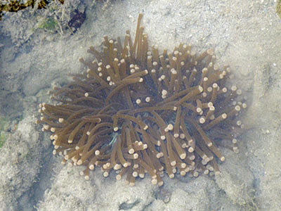 Sunflower mushroom coral (Heliofungia actiniformis)