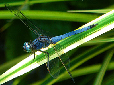 Dragonfly, Orthetrum glaucum