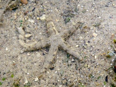 Sand-sifting sea star (Archaster typicus)