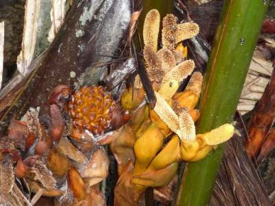 Nipah palm (Nypa fruticans)