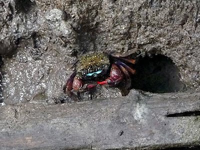 Face-banded Sesarmine Crab (Chiromantes eumolpe)