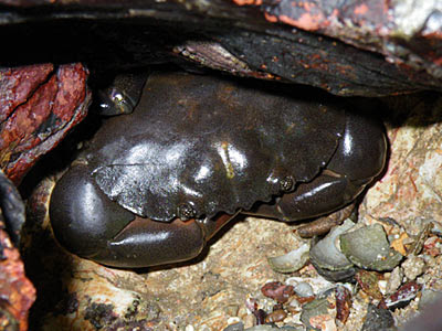 Spotted-belly Crab (Ozius guttatus)