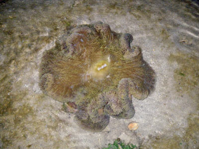 Giant Carpet Anemone (Stichodactyla gigantea)