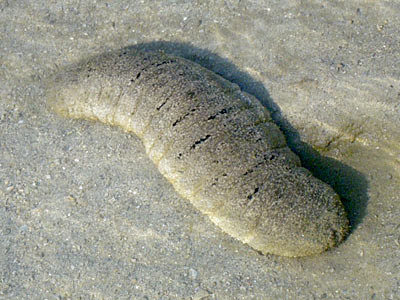  Sandfish Sea Cucumber (Holothuria scabra)
