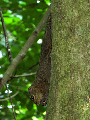 Slender Squirrel (Sundasciurus tenuis)