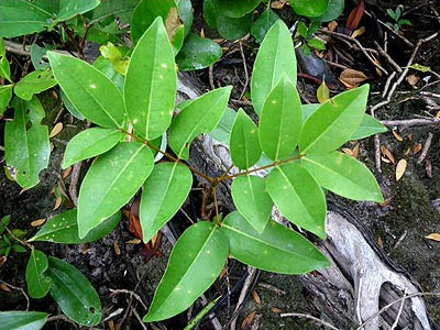 Nyireh Batu, Xylocarpus moluccensis