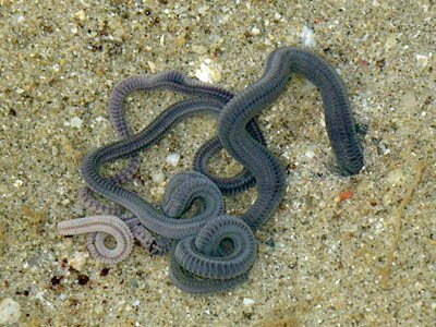 Segmented Worm (Class Polychaeta