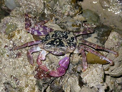 tHE tiDE cHAsER: Sentosa's Tanjong Rimau