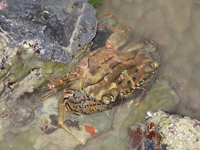 tHE tiDE cHAsER: Sentosa's Tanjong Rimau