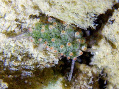 tHE tiDE cHAsER: Sentosa's Tanjong Rimau