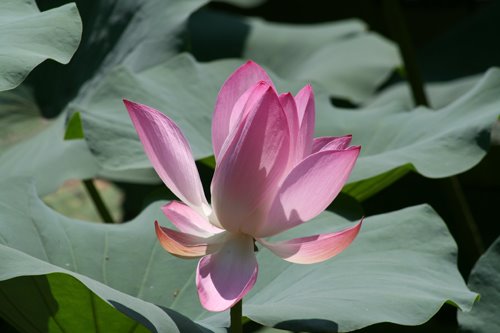 [summer_palace_flower.jpg]