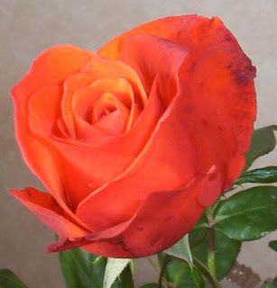 deniz sahili: GÜL YETİŞTİRME