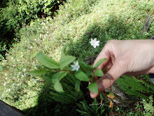 native: Arctic Starflower