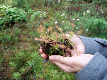 native: sundew, carnivorous bog plant