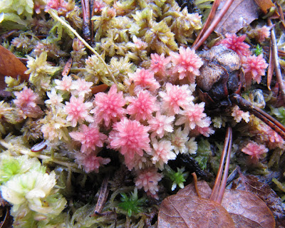 download sphagnum moss download sphagnum moss