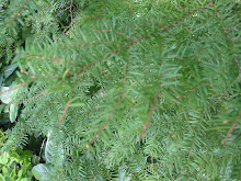 Invasive:  Western Hemlock tree