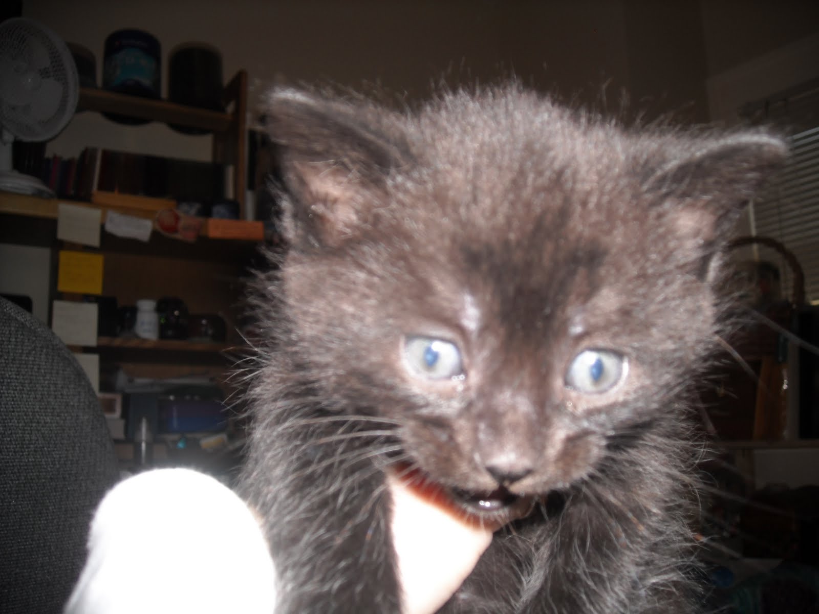 Feline Rescue Cat Tales PURR PURR PURR PURR PURR
