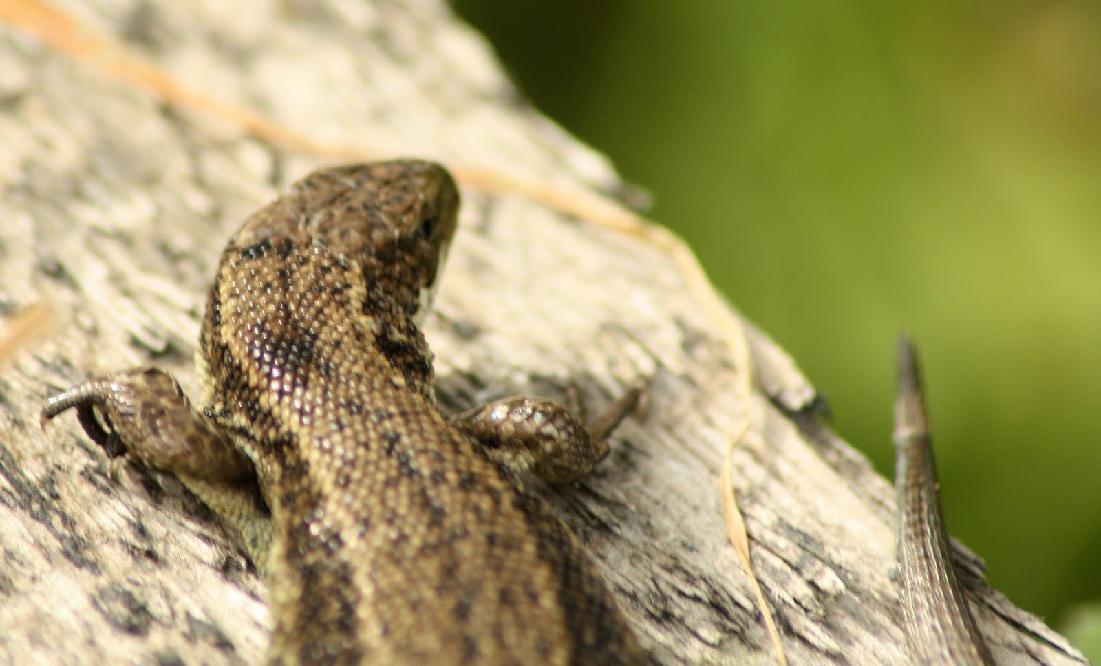 Wild and Wonderful Herpetofauna (2) Frogs and Lizards