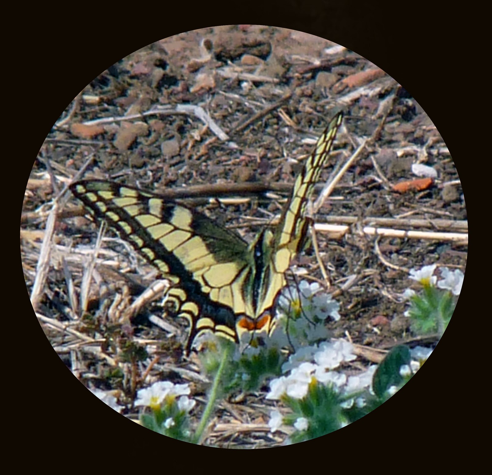 Wild and Wonderful: Butterflies and Moths (12): Swallowtail