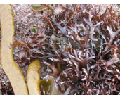 CARRAGEEN MOSS