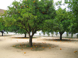Escola das laranjeiras