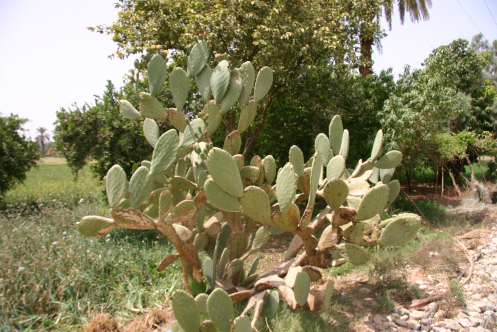 Plants in Egypt March plants & flowers