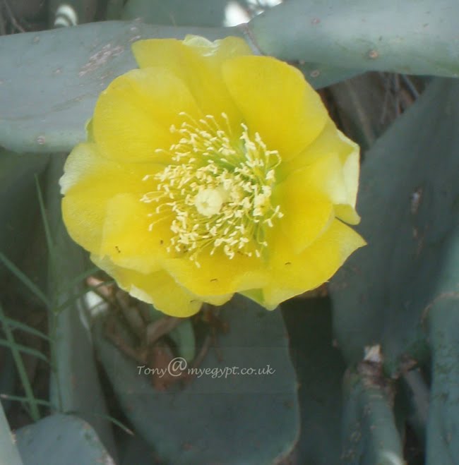 Plants in Egypt Flowers by the Nile