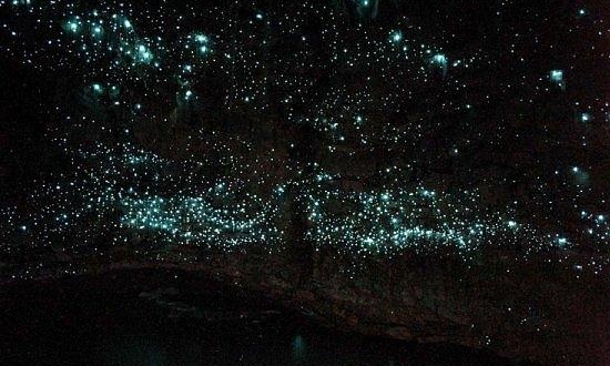 gloworm caves Waitomo