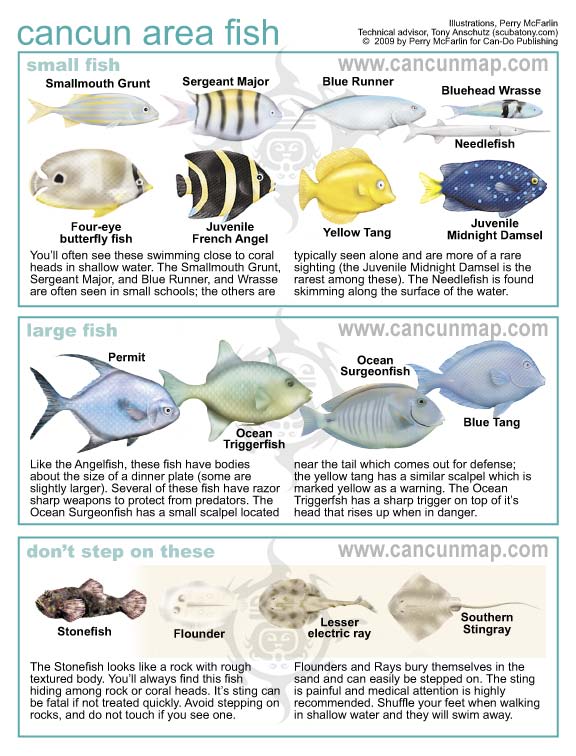 cancun fish
