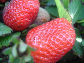 Fragola delizia dell'estate