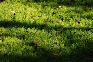 Storchschnabel und andere Stauden: Oktober 2010